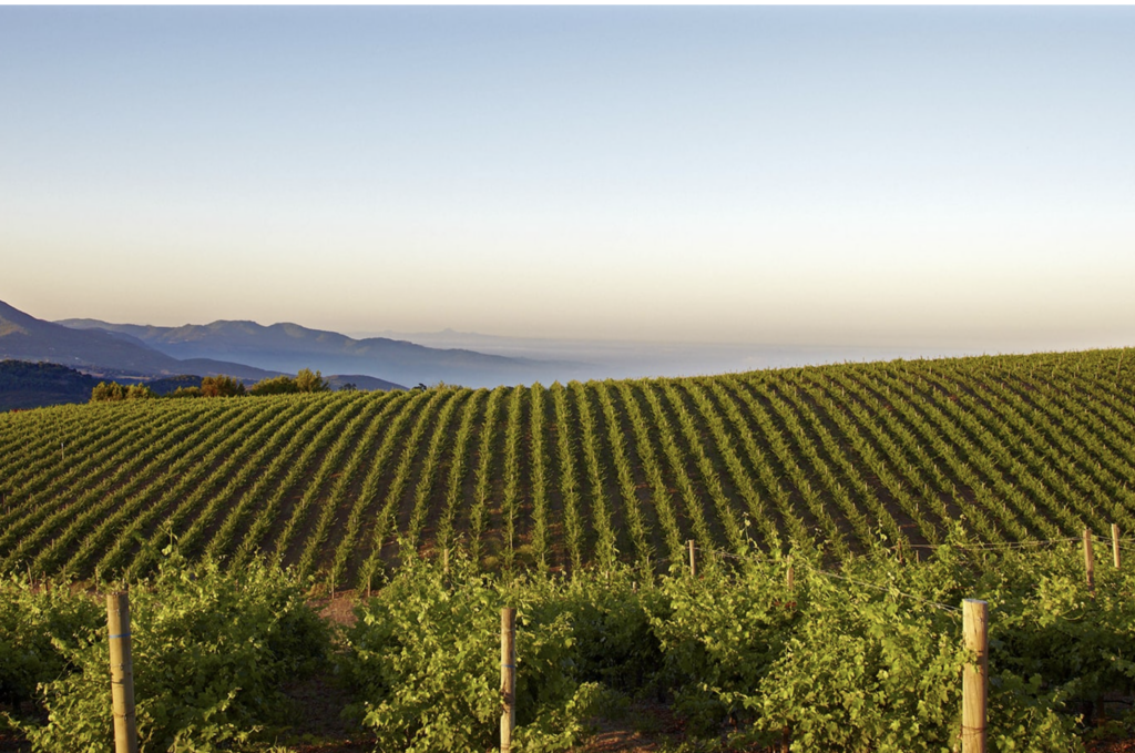 Caymus Vineyards
